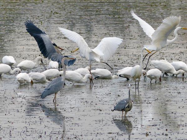 Titolo: Birdwatching at the Alviano Lake WWF Oasis 